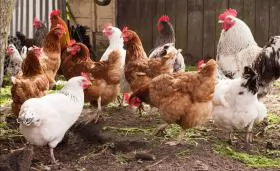 Chăm sóc gia súc, gia cầm thời điểm giao mùa