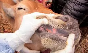 Phòng, chống bệnh lở mồm long móng