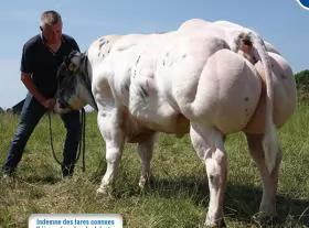 Bò “cơ bắp” siêu to nuôi tại Việt Nam ra sao?