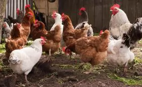 Phòng và điều trị bệnh tiêu chảy phân vàng do trùng roi ở gia cầm