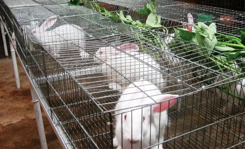 Quản lý chăm sóc thỏ vào mùa hè