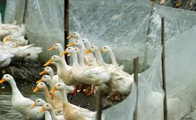 Kỹ thuật nuôi vịt thịt công nghiệp