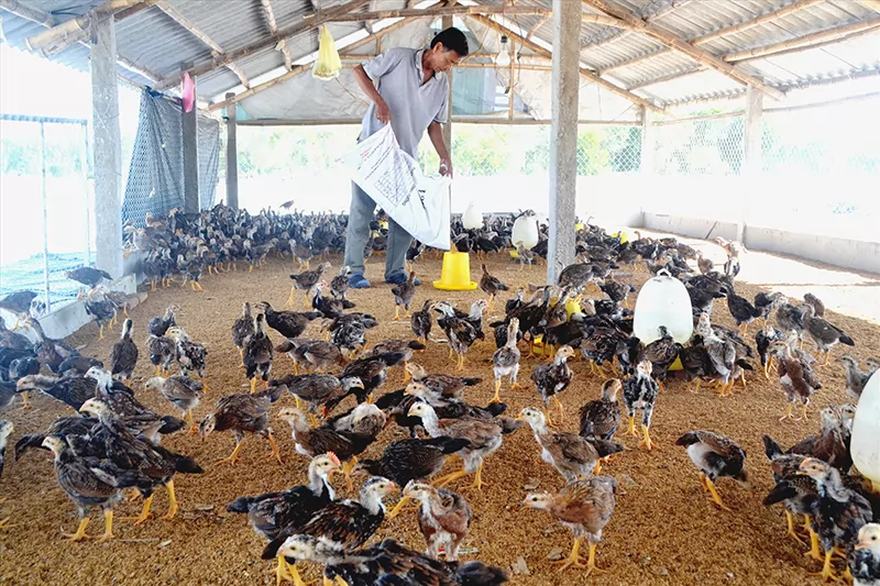 Chăn nuôi trên đệm lót sinh học: Tăng hiệu quả kinh tế, bảo vệ môi trường