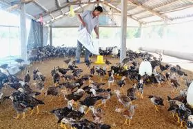 Chăn nuôi trên đệm lót sinh học: Tăng hiệu quả kinh tế, bảo vệ môi trường