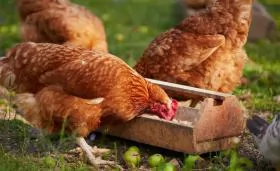 Phương pháp phối trộn thức ăn cho gà thịt