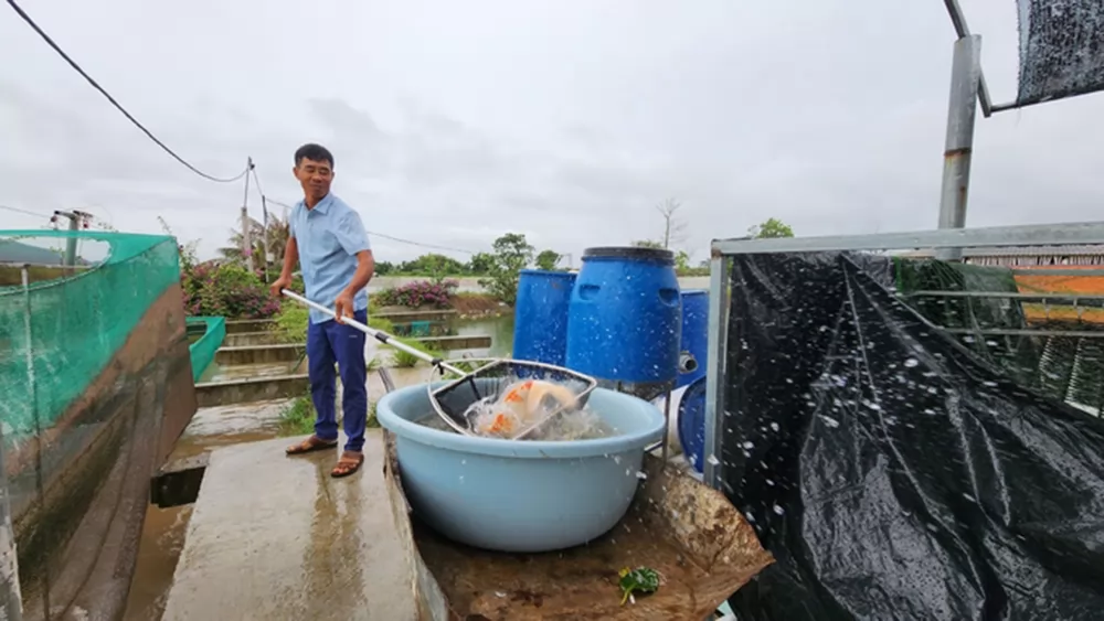 Phòng bệnh cho cá Koi mùa xuân và mùa mưa