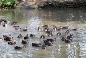 Quy trình kỹ thuật xây dựng chuồng trại nuôi vịt trời