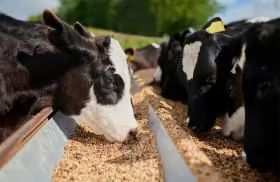 Khắc phục tình trạng bò biếng ăn