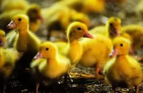 Phòng trị bệnh phó thương hàn trên vịt