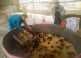 Kinh nghiệm nhận biết và xử lý khi gà con giống bị mất nước