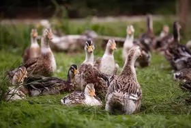 Phòng trị bệnh Reovirus trên vịt