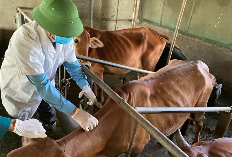 Kỹ thuật bảo quản và tiêm vaccine phòng bệnh cho đàn vật nuôi