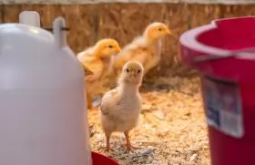 Lưu ý khi tái đàn vật nuôi