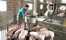 Cần chú ý gì khi tái đàn vật nuôi cuối năm?