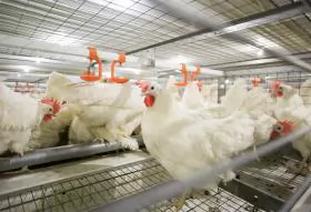 Châu Á: Xu hướng trại nuôi gà nhiều tầng