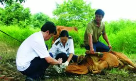 Bệnh thường gặp trên gia súc và cách phòng ngừa
