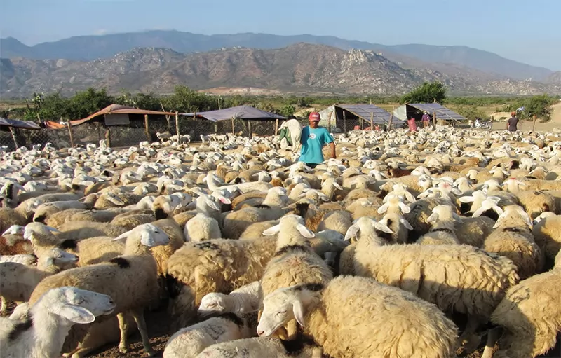 Một số hình thức chăn nuôi cừu