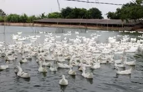 Quy trình chăn nuôi vịt theo VietGAHP