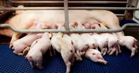 Bệnh do Circo virus ở heo