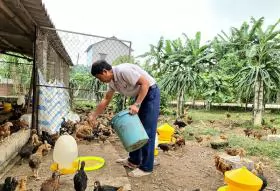 Phòng bệnh cúm gia cầm dịp Tết Nguyên đán