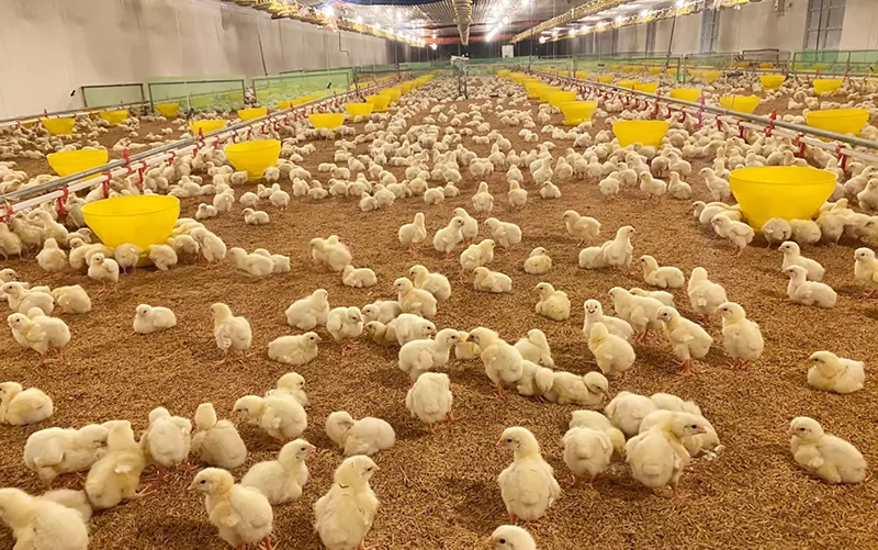 Quy trình chăn nuôi gà theo hướng an toàn sinh học