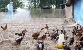 Sử dụng thuốc khử trùng chuồng trại chăn nuôi