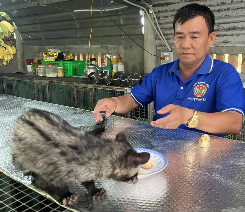 Nuôi chồn hương mang lại thu nhập cao