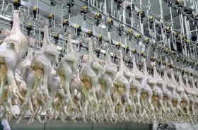 Ngành chăn nuôi tiếp tục duy trì tăng trưởng ổn định