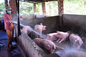 Một số lưu ý phòng, chống nóng cho gia súc, gia cầm