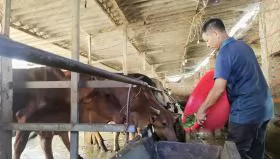 Khắc phục hậu quả sau mưa lũ trong chăn nuôi