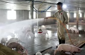 Đảm bảo an toàn vật nuôi mùa nóng