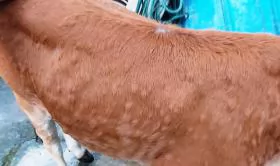 Phòng và trị bệnh nấm da lông trên trâu, bò