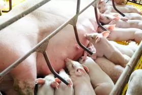 Nhận biết heo nái sắp đẻ và cách chăm sóc