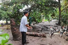 Thu nhập ổn định từ mô hình nuôi gà Ai Cập