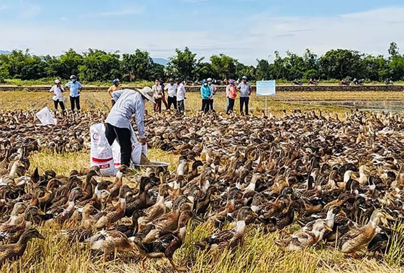 Chăn nuôi vịt biển thương phẩm: Đa dạng đối tượng nuôi, thích ứng với biến đổi khí hậu