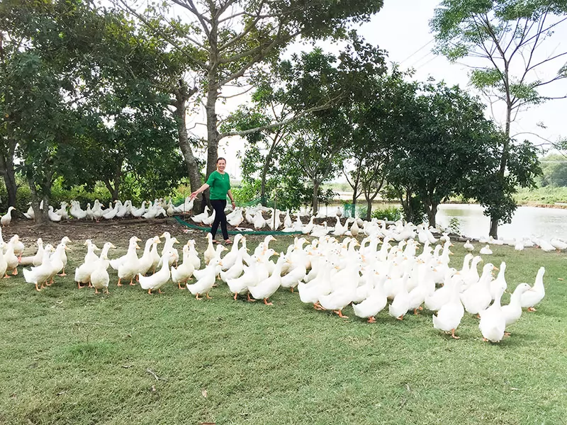 Quảng Trị: Đảm bảo an toàn cho đàn vật nuôi trong mùa mưa bão