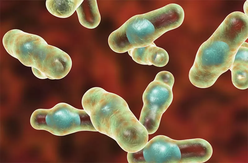 Axit benzoic: Kiểm soát tiêu chảy do Enterotoxin trên heo và gia cầm