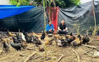 Vượt khó nhờ nuôi gà đen H\'Mông