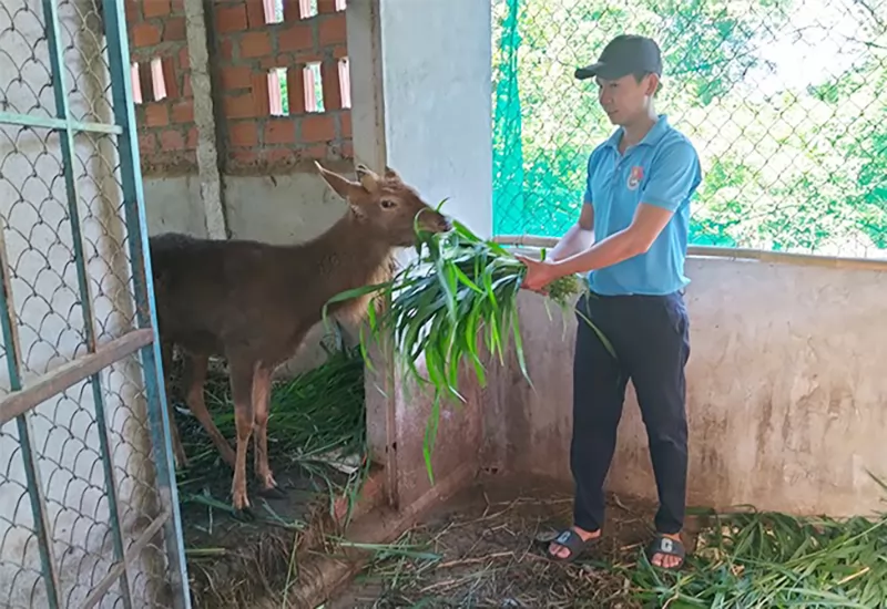 Thu nhập khá từ nuôi hươu lấy nhung