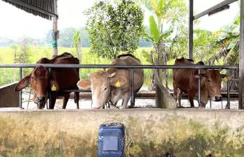 Ứng dụng kỹ thuật siêu âm, nâng cao năng suất sinh sản đàn bò lai hướng thịt