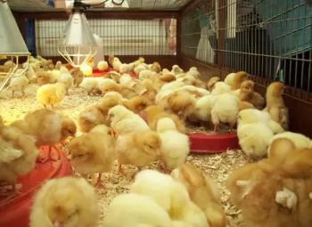 Khắc phục tình trạng gà con bị mất nước