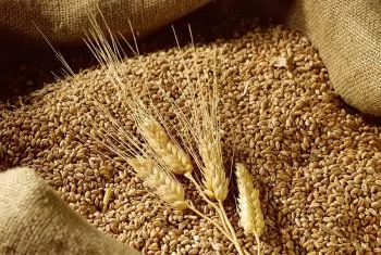 Khai thác tiềm năng của thành phần thức ăn thay thế