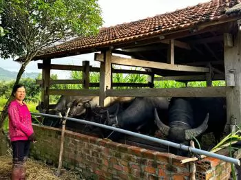Nuôi trâu làm giàu cơ nghiệp