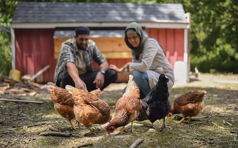 Quy trình chăn nuôi theo tiêu chuẩn Halal