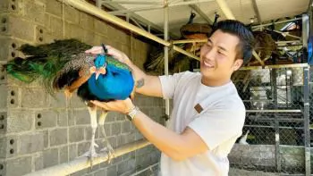 Trại chim công đẹp trên đất B'Lao