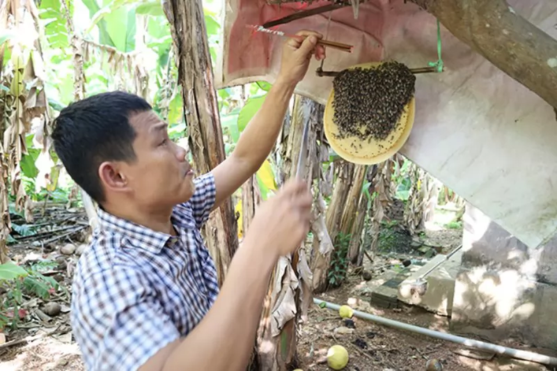 Tăng thu nhập nhờ nuôi ong ruồi đỏ