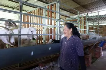 Bà Rịa - Vũng Tàu: Người nuôi dê thu lợi cao