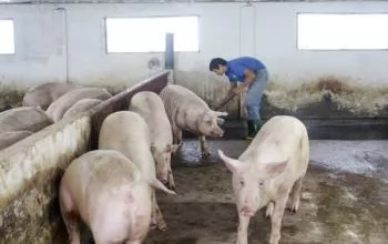 Sử dụng bột chè xanh nuôi lợn mang lại giá trị kinh tế cao