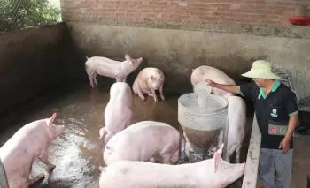 Khan hiếm heo giống, người chăn nuôi gặp khó