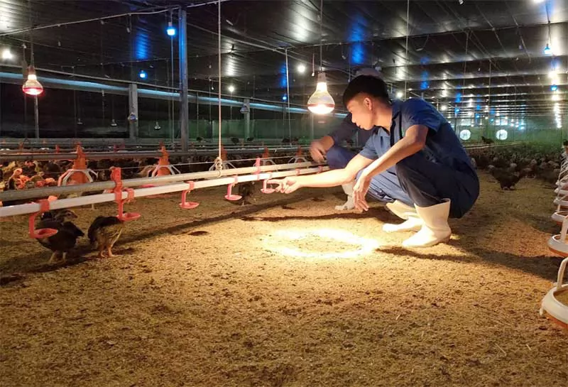 Kinh nghiệm sử dụng chất độn chuồng